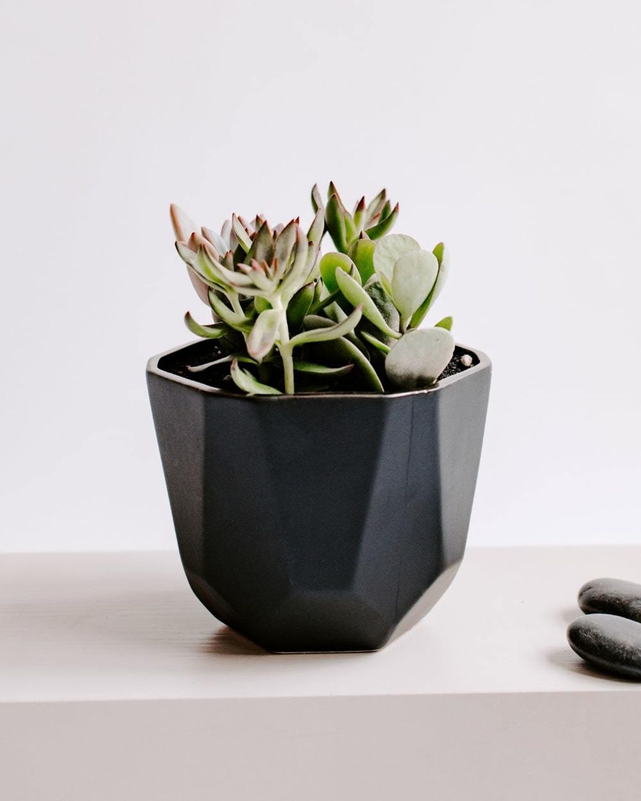 Ao Origami Succulent
