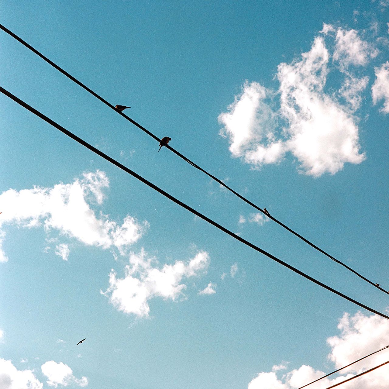 Birds Square