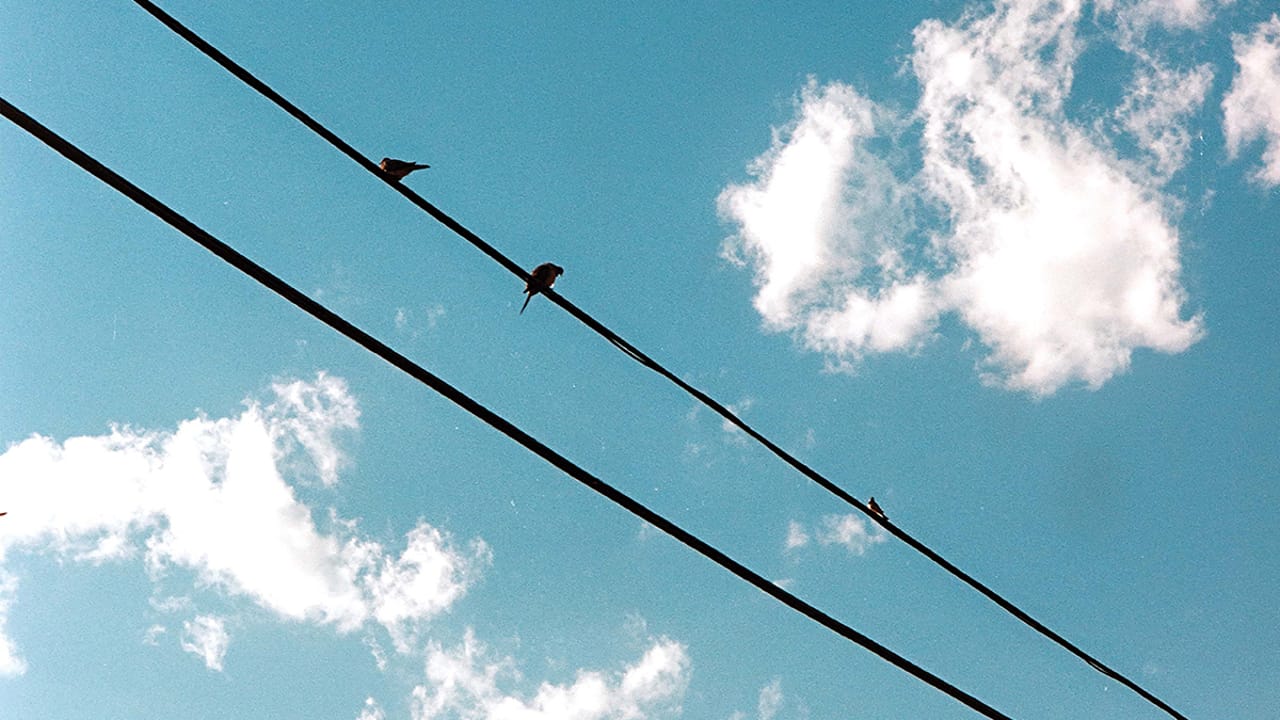 Birds copy